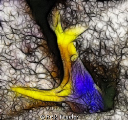 Blue Ribbon Eel by Rick Tegeler 